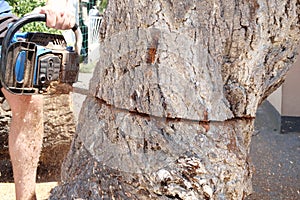 Chainsaw in action for cutting wood. worker cuts a tree trunk into logs with a saw. Close-up of a saw in motion, sawdust