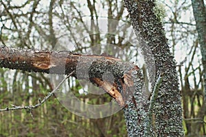 Chainsaw in action for cutting wood. worker cuts a tree trunk into logs with a saw. Close-up of a saw in motion, sawdust flying to