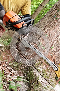 Chainsaw being held by forestry worker making a cut into a tree