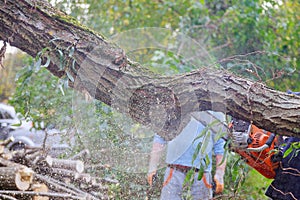Chainsaw blade cutting falling tree after hard storm