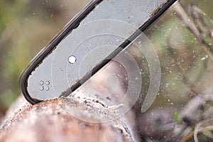 Chainsaw blade cutting log of wood