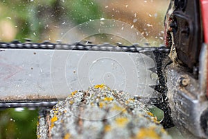 Chainsaw blade cutting log of wood. Close-up