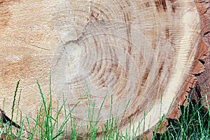 Chainsaw cut huge tree lying on the green grass