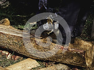 Chainsaw cutting the big tree.