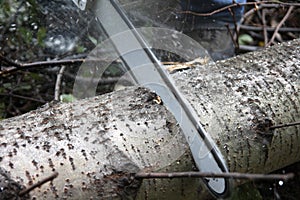 Chainsaw cutting trunk