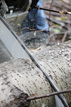 Chainsaw cutting trunk