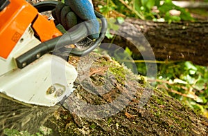 Chainsaw cutting wood