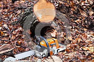 Chainsaw in the forest