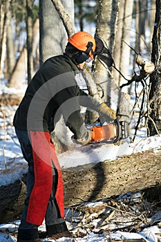 Chainsaw operator cleans up after a winter storm