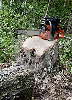Chainsaw on a stump