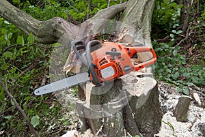 Chainsaw stump