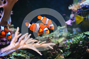 Clownfish or Amphiprioninae on Sea anemone background photo