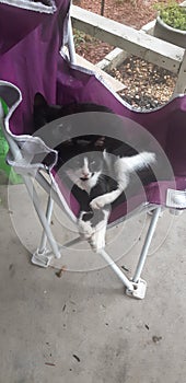 Chair cute kittie love