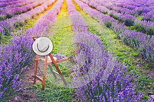 A chair with a hanged over hat, an open book and a bunch of lavender flowers between the blooming lavender rows under the summer s