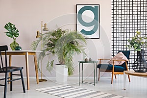 Chair at table with leaf in apartment interior with plants, wooden armchair and poster. Real photo