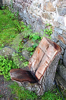 Chair of a tree trunk
