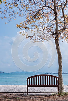 Chair under the tree at seaside.