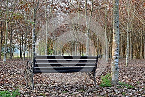 Chairs in the garden at Rai Chern Tawan..