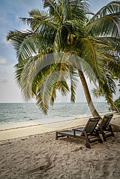 Chairs under palm tree