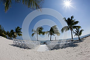 Chairs under palm tree