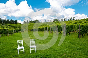 Chairs for the wedding in the vineyard