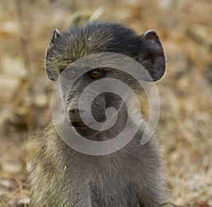 Chakma Baboon