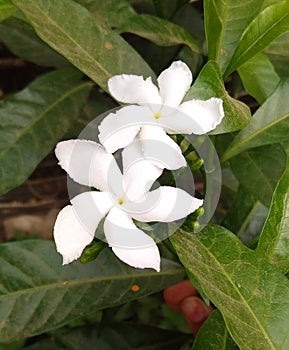 Chakri flower