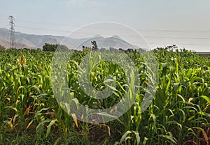 Chala corn field in Pachacamac Lima PeruChala corn field in Pachacamac Lima Peru photo