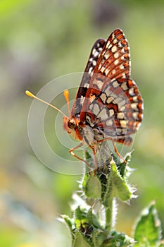 Chalcedon Checkerspot Butterfly on Leaf