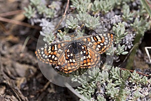 Chalcedon Checkerspot, Euphydryas chalcedona