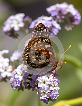 Chalcedon Checkerspot sipping nectar from heliotrope flower.