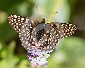 Chalcedon Checkerspot sipping nectar from heliotrope flower.