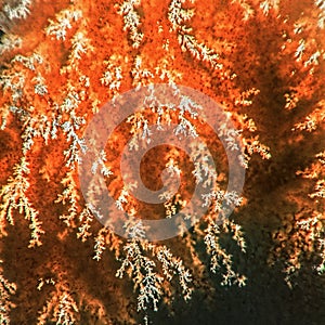 Chalcedony with Crystals Dendrite