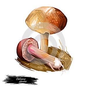 Chalciporus piperatus peppery bolete, small pored edible mushroom of family Boletaceae isolated. Digital art illustration, natural