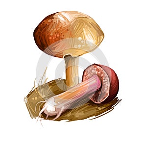 Chalciporus piperatus peppery bolete, small pored edible mushroom of family Boletaceae isolated. Digital art illustration, natural