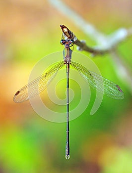 Chalcolestes parvidens