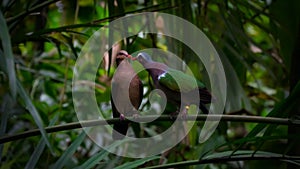 Chalcophaps Indica Common emerald dove