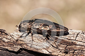 Chalcophora mariana flatheaded pine borer metallic-looking beetle whose larva devours dead and sick pines photo