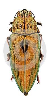 Chalcophora massiliensis