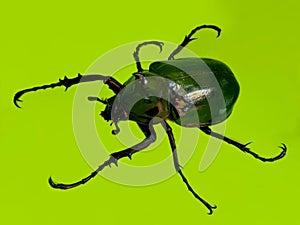 Chalcosoma atlas isolated on yellowish green