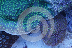 Chalice and Euphyllia coral photo