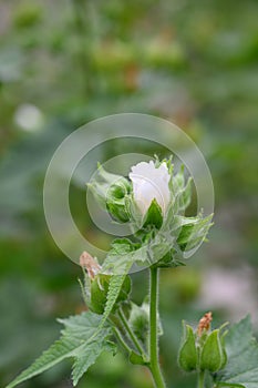 Chalice flower Kitaibelia vitifolia flower budding white flower