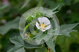 Chalice flower Kitaibelia vitifolia flower cup-shaped white flower