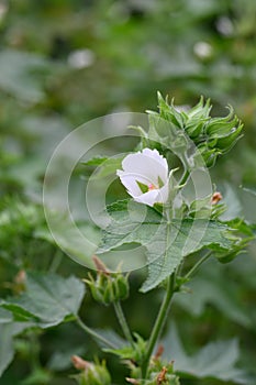 Chalice flower Kitaibelia vitifolia flower a cup-shaped white flower