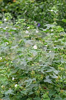 Chalice flower Kitaibelia vitifolia flower with cup-shaped white flowers