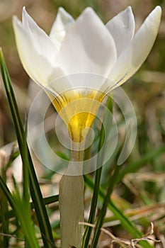 Chalice like goblet of a white crocus close up