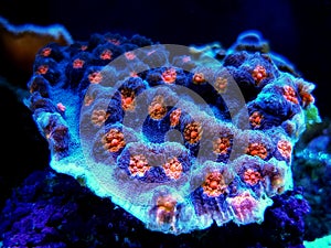 Chalice LPS Coral - Echinophyllia aspera