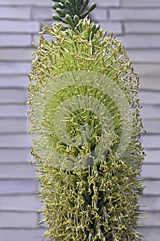 Chalk agave plant in blossom photo