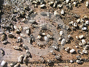 Chalk-brood of bees Ascosphaerosis apis, calcareous, chalk brood, dry foulbrood