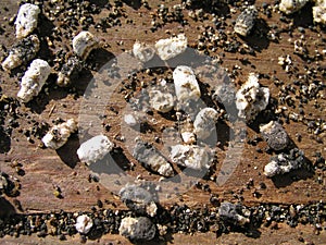 Chalk-brood of bees Ascosphaerosis apis, calcareous, chalk brood, dry foulbrood